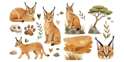 watercolor caracal collection © dian's