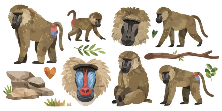 watercolor baboon collection