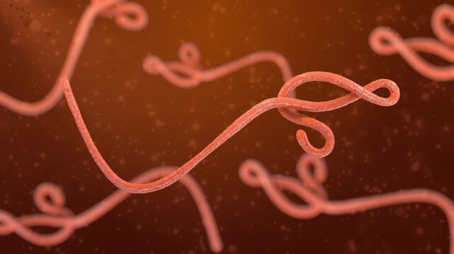 Ebola Virus Microscopic View Medical Animation Background. Bacterial Disease. 4K