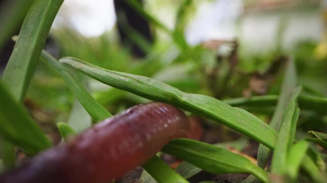 Earthworm Crawling Through Garden Vegetation