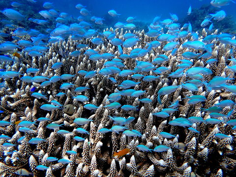 Philippines sea life