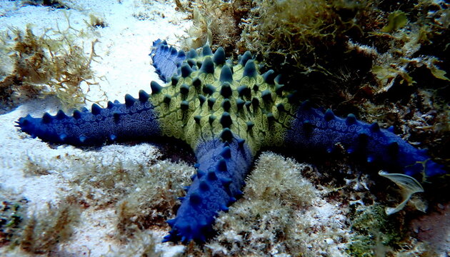 Philippines sea life