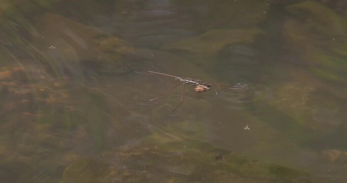 Water strider glides smoothly on the surface, carrying captured prey in its slender legs in slow motion.