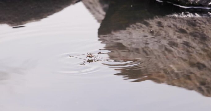 A water strider skims the surface while gripping its prey tightly as it glides across the water slow motion.