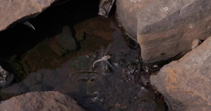 Blue Female Dragonfly ovipositing in water; slow motion of classical egg-dumping behaviour.