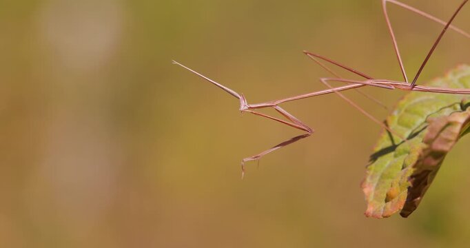Indian Grass Mantis cleaning raptorial arm; slow motion macro of grooming behaviour on a leaf.