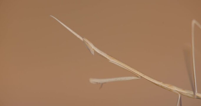 Indian Grass Mantis with folded hands motionless in a gale; cinematic study of adaptive behavioural camouflage.