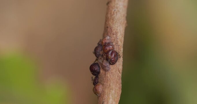 Red-black ants tending treehoppers; slow motion macro of symbiotic honeydew exchange