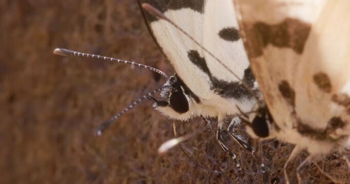 Closeup Two Pierrot Butterflies mud-puddling; proboscis mineral extraction from dry earth.