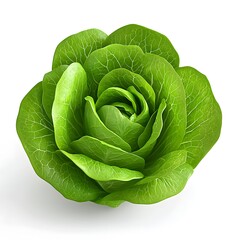 Obraz premium Fresh green lettuce head shaped like a rose with side dish leafy green food production food and drink vegetable garden culinary ingredient raw food whole food vegetable ingredients culinary