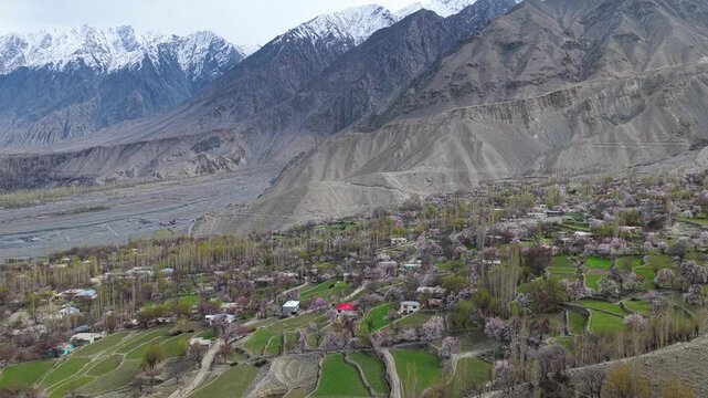 Cinematic vertical drone shot of pink and white blossoms in a Skardu fruit orchard.