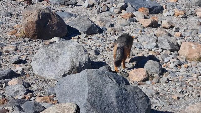 Culpeo fox (Andean fox) roaming a rocky mountain landscape in South America on a sunny day, showing native wildlife in its natural Andean habitat