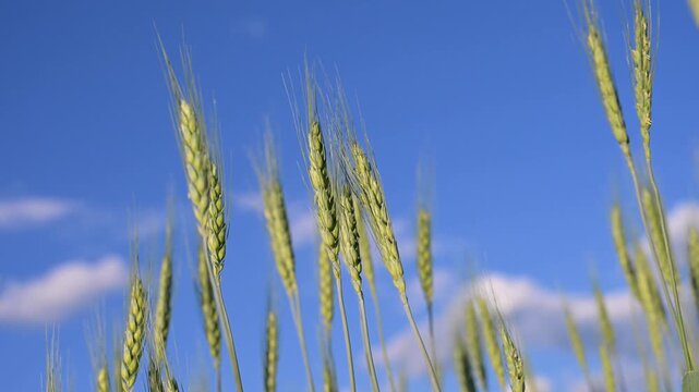 Wheat field against blue sky. Cereal crops growing in an agricultural field under blue sky. Agricultural cereal field with grain crops.
