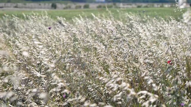 Golden grass field with tall stems and seeds shining against the sun. Tall grass and seed heads glowing in sunlight. Golden meadow grass.