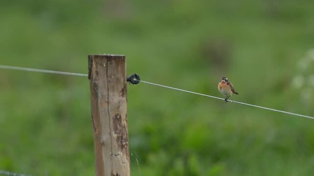 A beautiful singing male Whinchat