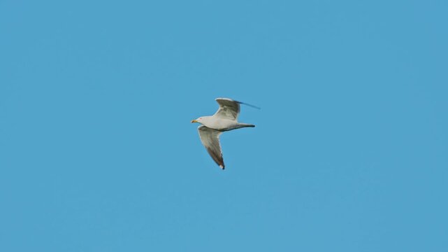 A flying Lesser Black-back Gull