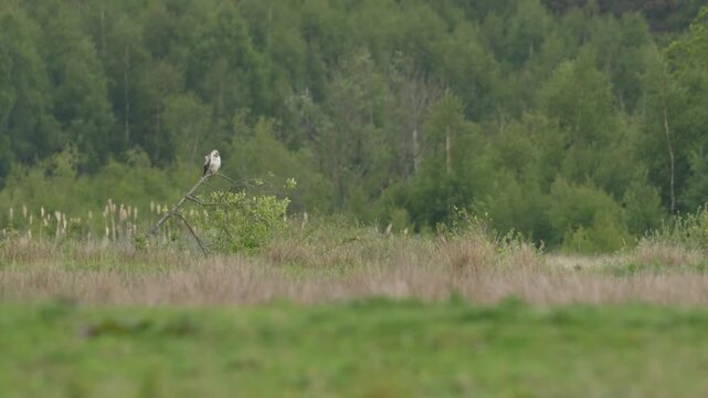 A white Common Buzzard sitting on a tree in a field