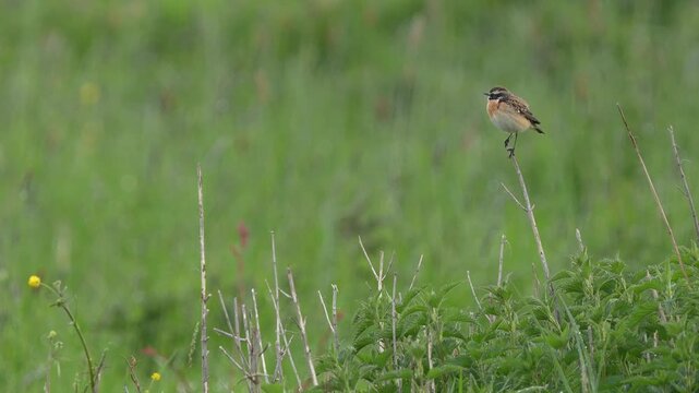 A beautiful singing male Whinchat