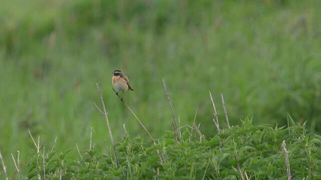 A beautiful singing male Whinchat