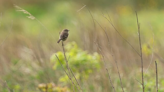 A female European Stonechat on a branch