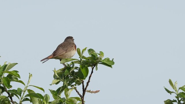 A singing male Bluethroat in a bush in the Netherlands