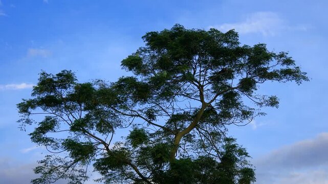 Low Angle View of Large Tropical Tree Canopy with Parrot and Crow Perched Against Vivid Blue Sky