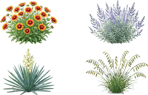 Set of four garden plants including gaillardia flowers lavender yucca and ornamental grass in vector illustration style