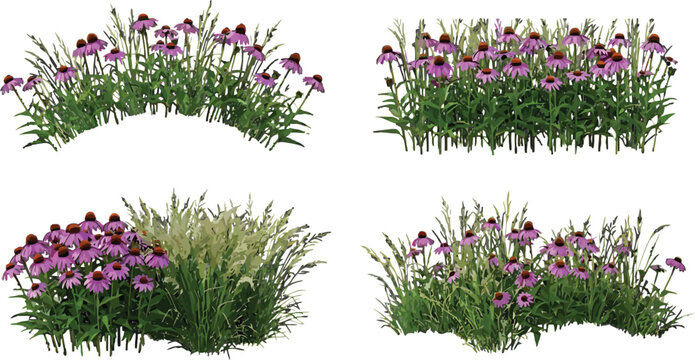 Set of purple coneflower patches with ornamental grasses isolated on white background for landscape design and architecture