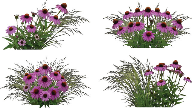 Set of purple coneflower plants with ornamental grasses isolated on white background for garden landscape design vector
