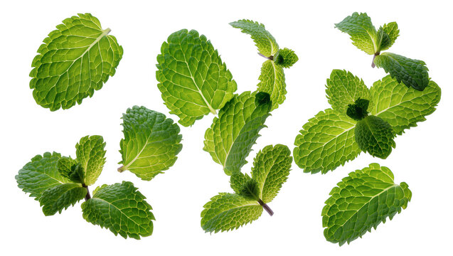 Fresh green mint leaves arrangement