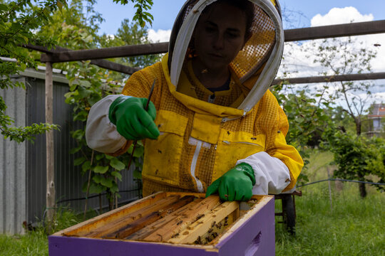 Young beekeeper in yellow protective suit and green gloves inspecting wooden frame from purple Langstroth hive under garden pergola with blue sky and white clouds
