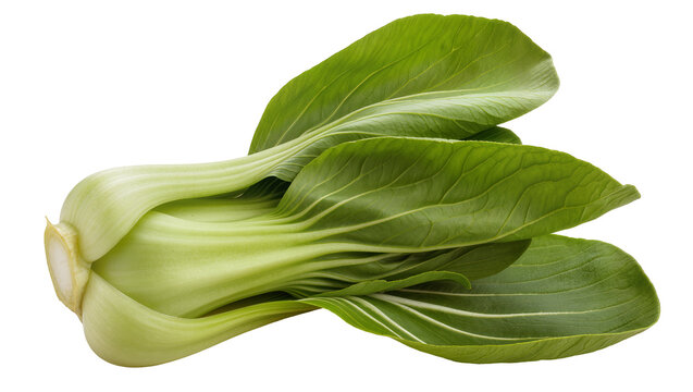 Fresh bok choy vegetable with green leaves and white stems
