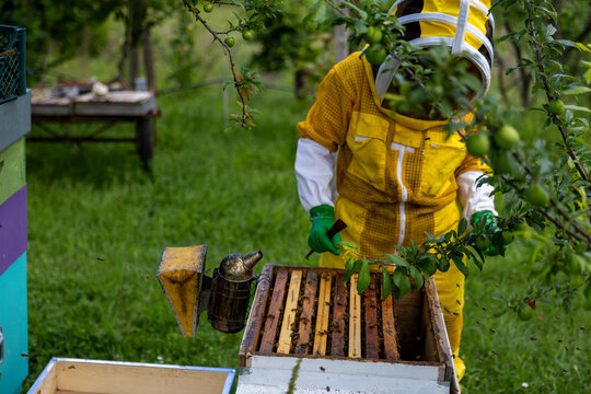 Full shot of an apiarist working in an outdoor garden farm near a fruit tree, managing an open bee hive structure with active honeybees flying around on a sunny summer day.