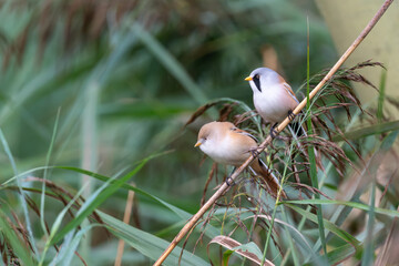 Bearded tit pair Panurus biarmicus male and female on reed stems, reedbed, UK © Paul Bean