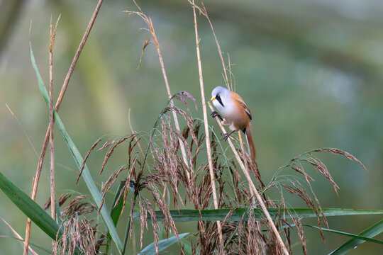 Bearded tit male Panurus biarmicus perched on reed stem, reedbed, UK