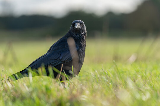 Carrion crow Corvus corone staring from long grass, low angle portrait, UK