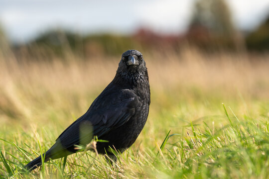 Carrion crow Corvus corone direct frontal stare from grassland, UK