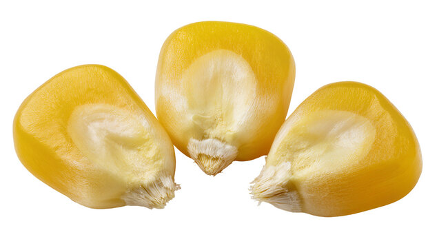 Three yellow corn kernels with white tips