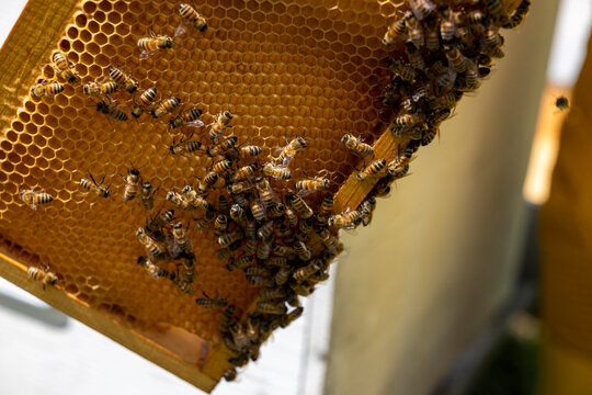 Close-up of European honeybees clustering on golden amber honeycomb Langstroth frame held at diagonal angle during active beehive inspection in bright apiary 