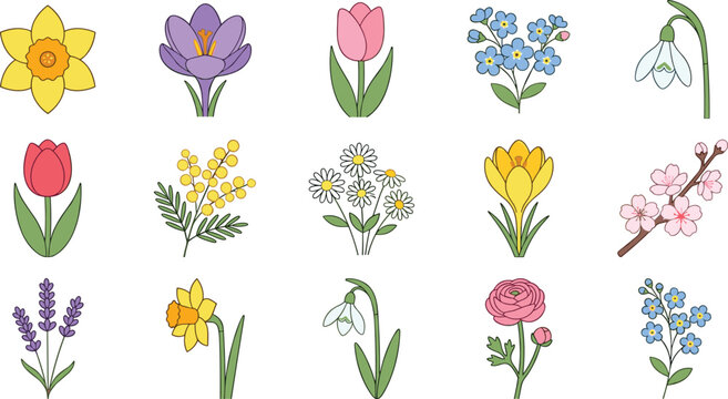 Spring Garden Flower Illustration Collection Featuring Tulips, Daffodils, Lavender, Crocus, Cherry Blossoms, and Colorful Botanical Nature Elements for Seasonal Designs