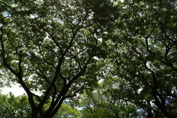Fototapeta premium Soft green tree canopy viewed from below with sprawling branches, dense foliage, filtered sunlight and natural forest background in dreamy soft focus