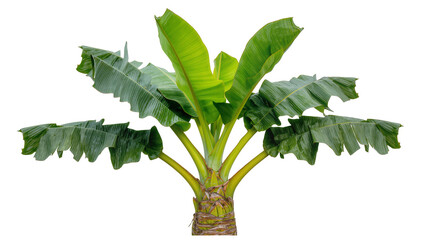 Green banana plant with large leaves © Paula