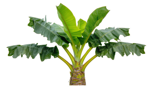 Green banana plant with large leaves