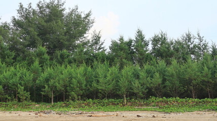 Young pine plants growing on the north coast of Tuban, Indonesia function as windbreakers © bhram mase