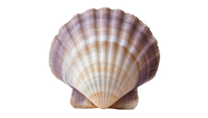 Scallop Shell with Purple and Tan Ribs © Paula