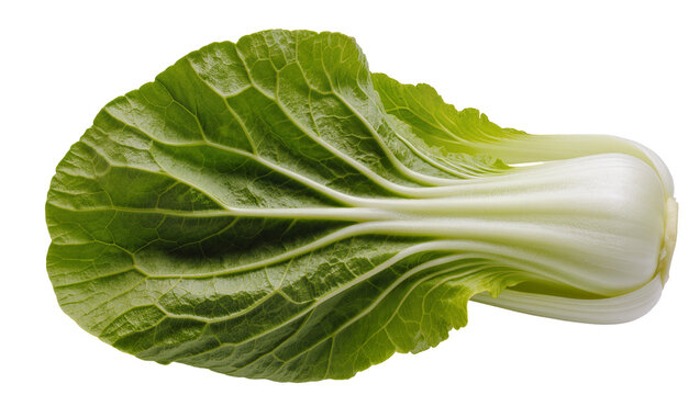 Fresh bok choy vegetable with green leaves and white stem