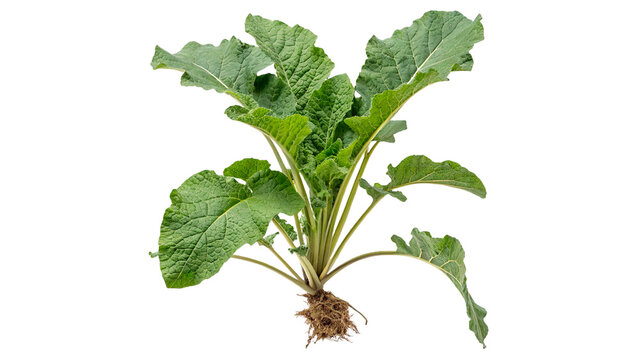 Fresh green greater burdock plant arctium lappa with roots and soil isolated on transparent background
