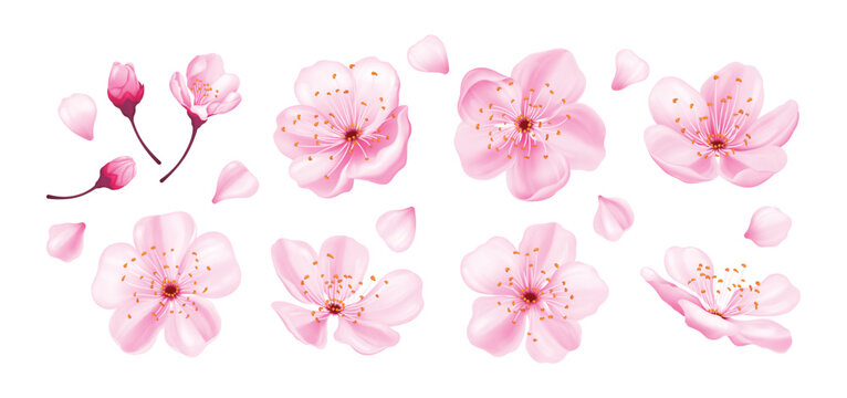 Pink sakura flowers, buds and petals for hanami festival and wedding decor vector illustration set