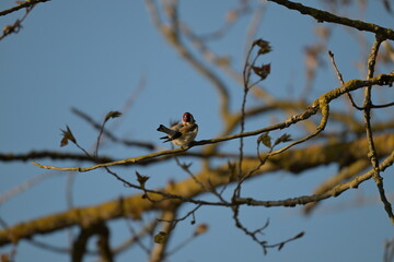Szczygieł (Carduelis carduelis) siedzący na gałęzi drzewa w ciepłym świetle słońca © Joanna