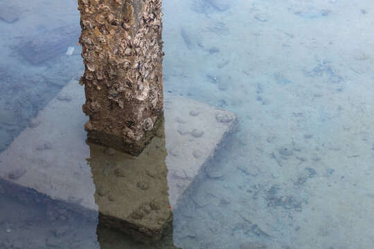 an old concrete foundation pillar encrusted with sea barnacles, standing in crystal clear shallow ocean water with a visible sandy bottom and underwater base reflection.
